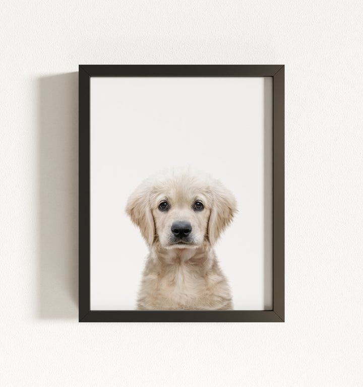 Baby Puppy Golden Retriever Portrait Framed Art