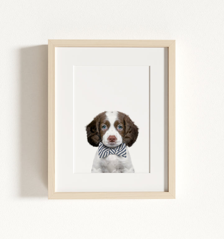 Baby Puppy Springer Spaniel Portrait Framed Art
