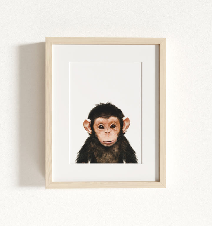 Baby Chimpanzee Framed Art