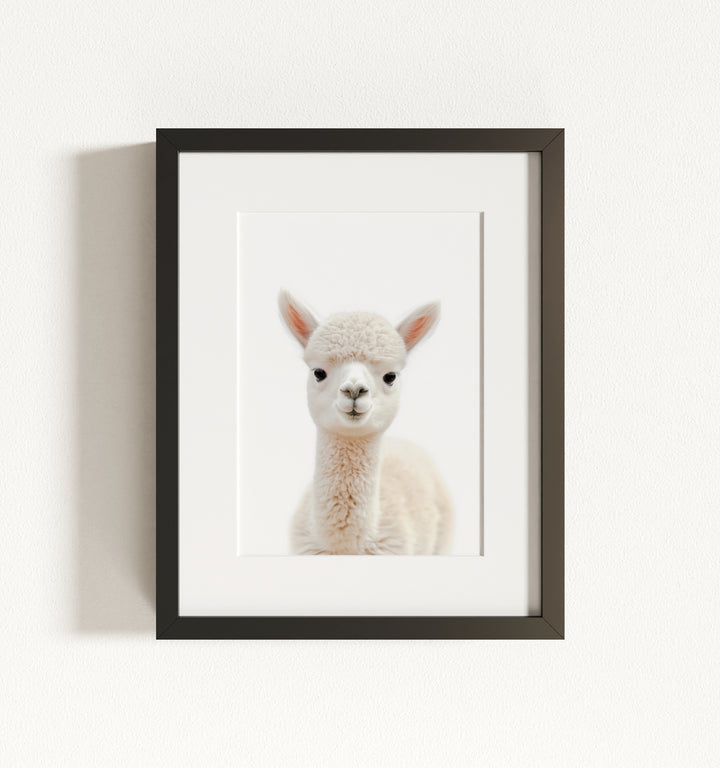 Baby Alpaca Framed Art