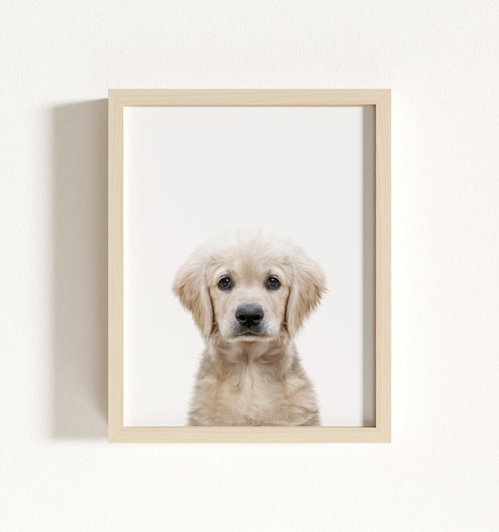 Baby Puppy Golden Retriever Portrait Framed Art