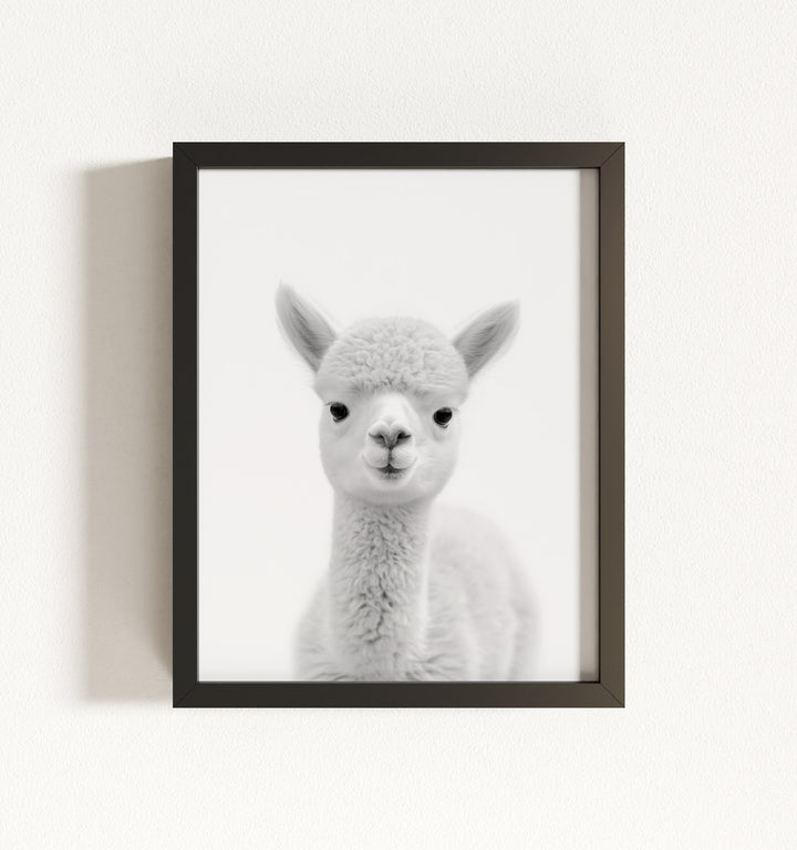 Baby Alpaca Framed Art