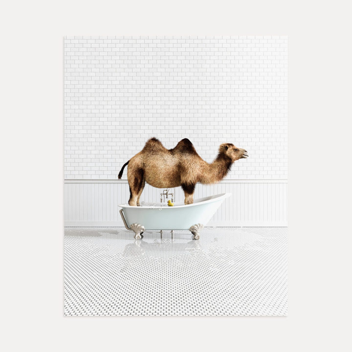 Camel in Blue Bathtub