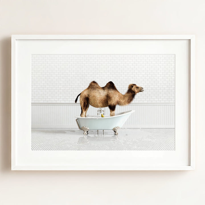 Camel in Blue Bathtub
