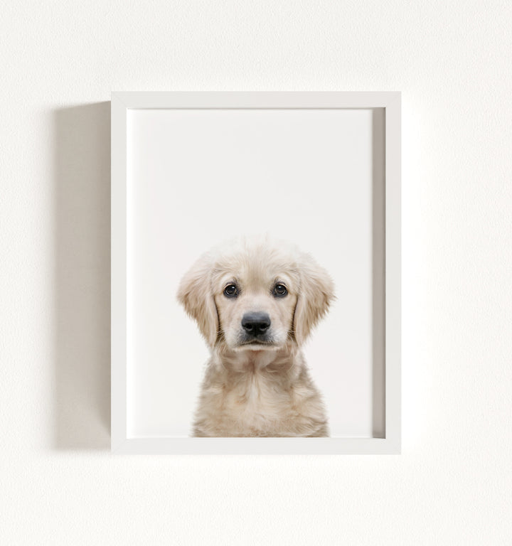Baby Puppy Golden Retriever Portrait Framed Art