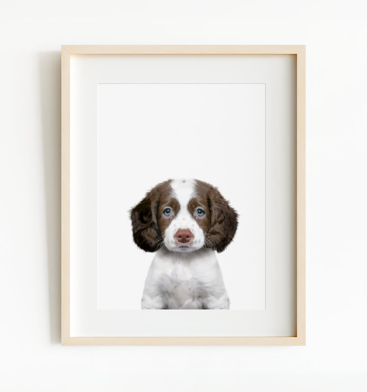 Baby Puppy Springer Spaniel Portrait