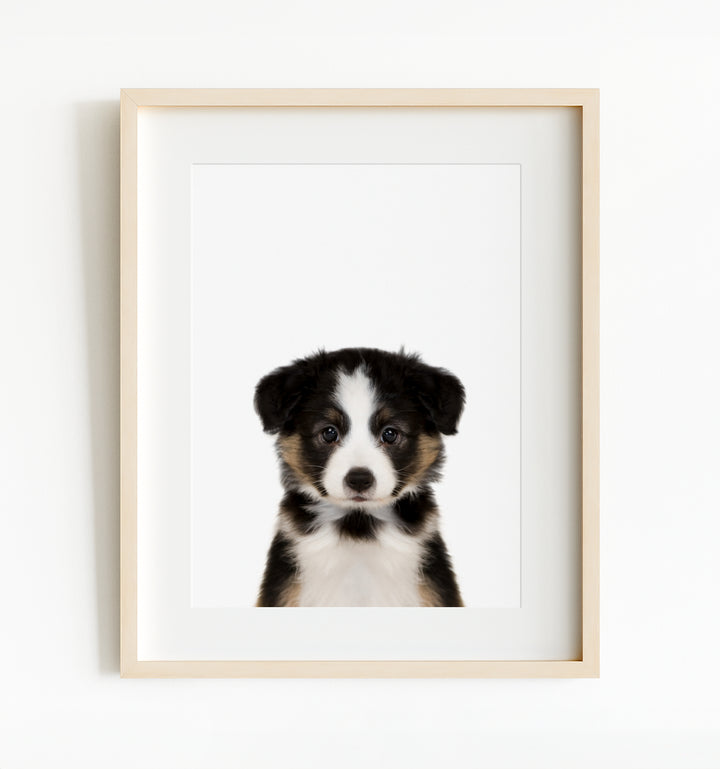 Baby Australian Shepherd Puppy