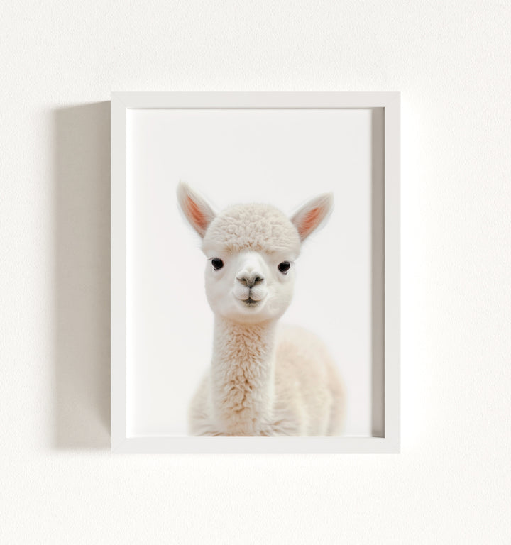 Baby Alpaca Framed Art