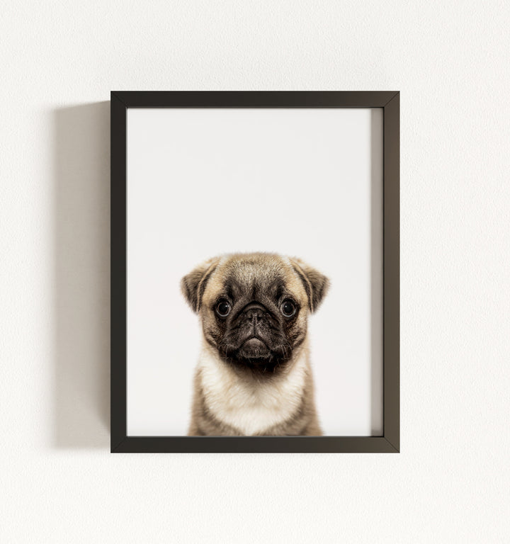 Baby Pug Puppy Framed Art