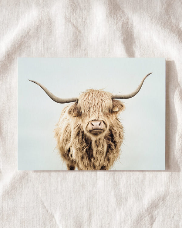 Highland Cow No. 3 with Background