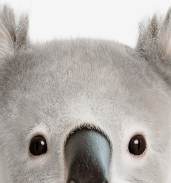Baby Koala