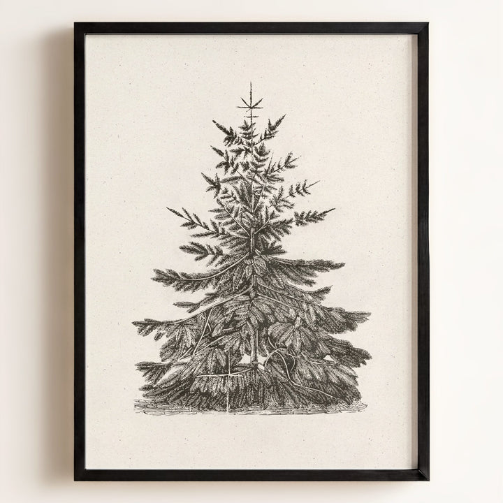 Old Pine Art Print