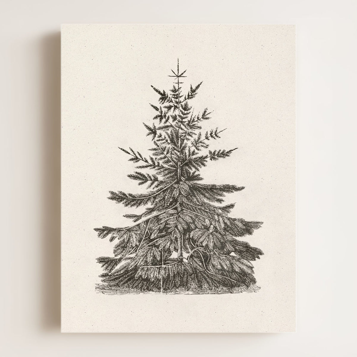 Old Pine Art Print