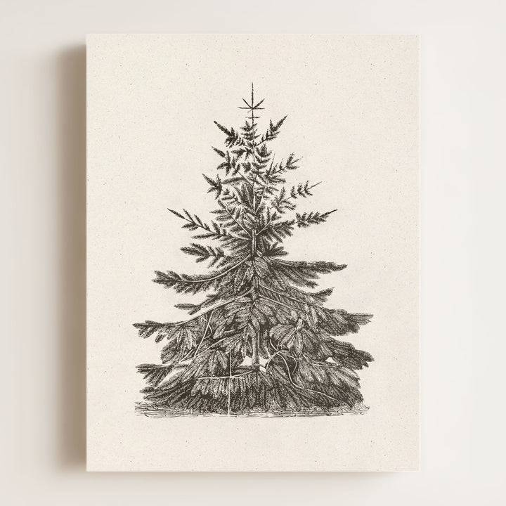 Old Pine Art Print