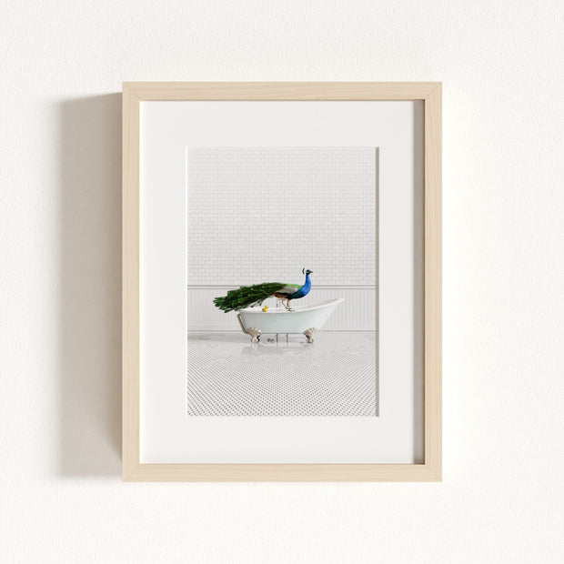 Peacock in Blue Bathtub