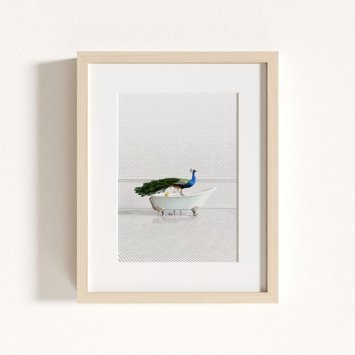 Peacock in Blue Bathtub