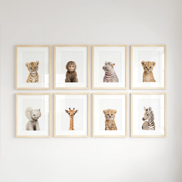 Safari Animals - Set of 8 baby animals - Africa & Asia - Nursery Art Prints