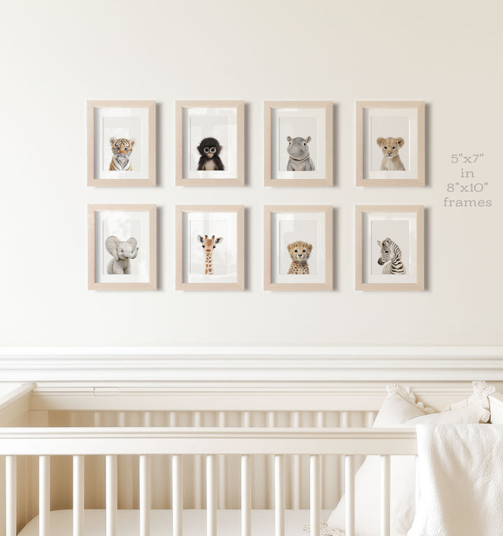 Safari Animals - Set of 8 baby animals - Africa & Asia - Nursery Art Prints