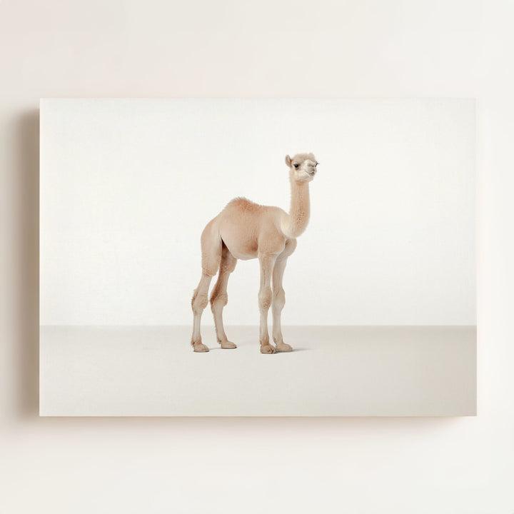 Studio Camel Art Print