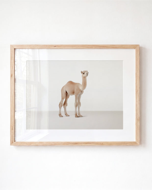 Studio Camel Art Print