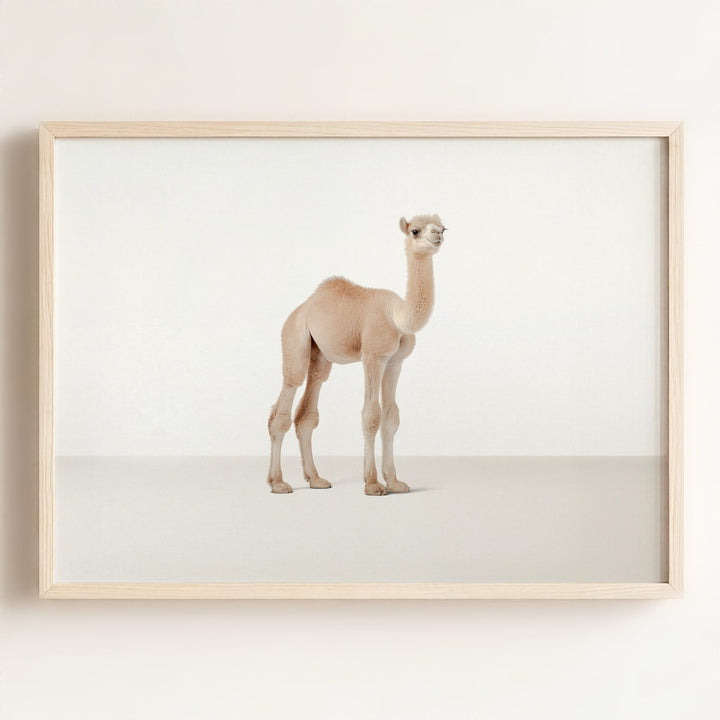 Studio Camel Art Print