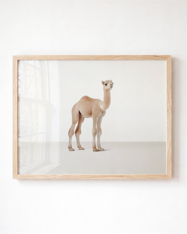 Studio Camel Art Print