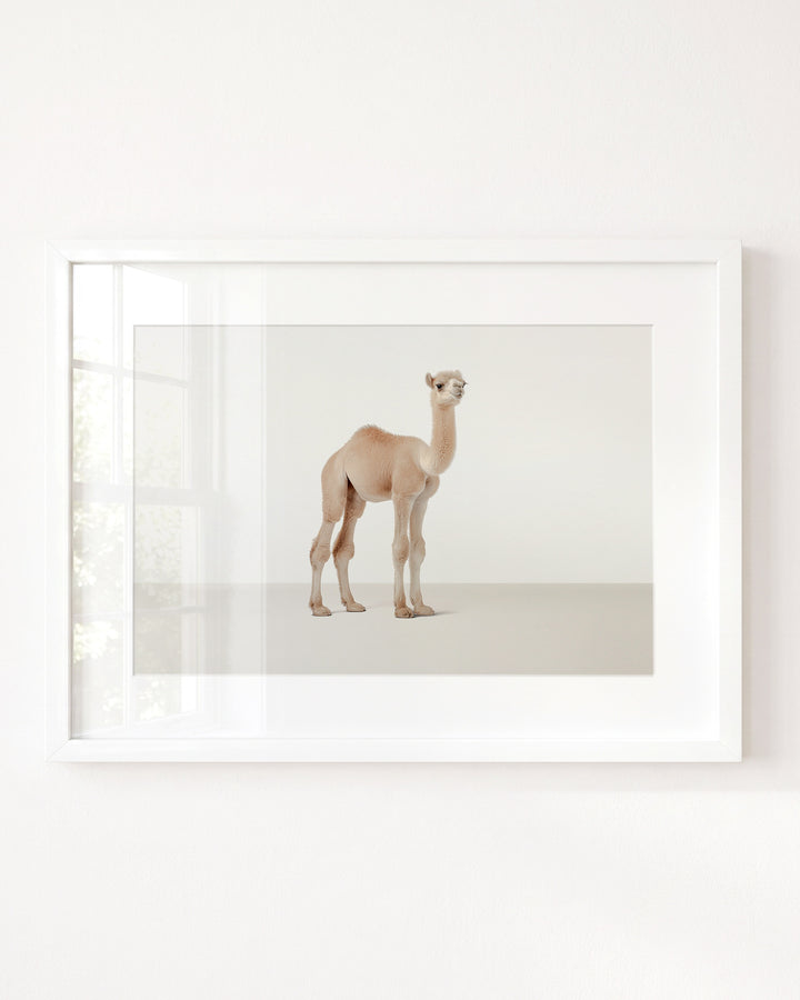 Studio Camel Art Print