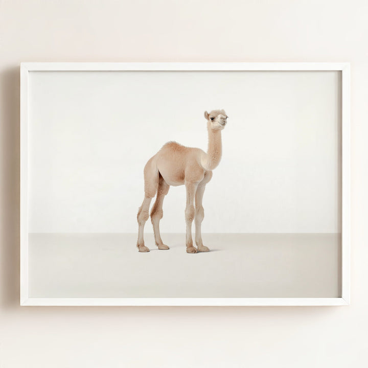Studio Camel Art Print
