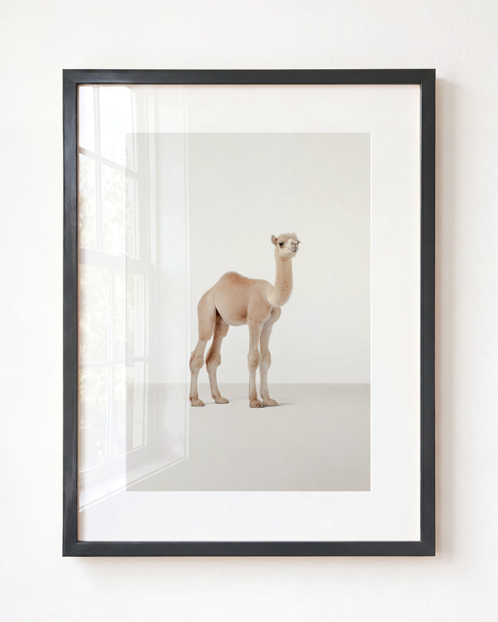 Studio Camel Art Print