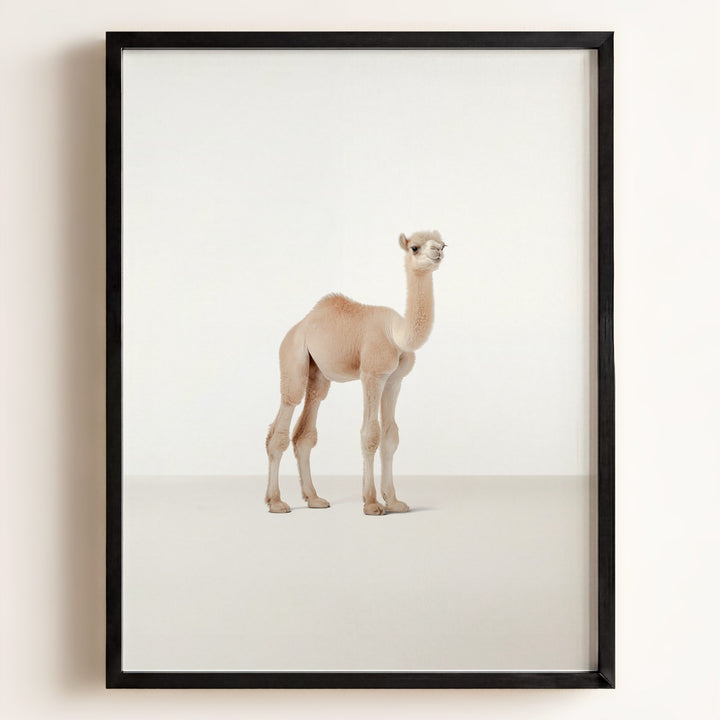 Studio Camel Art Print