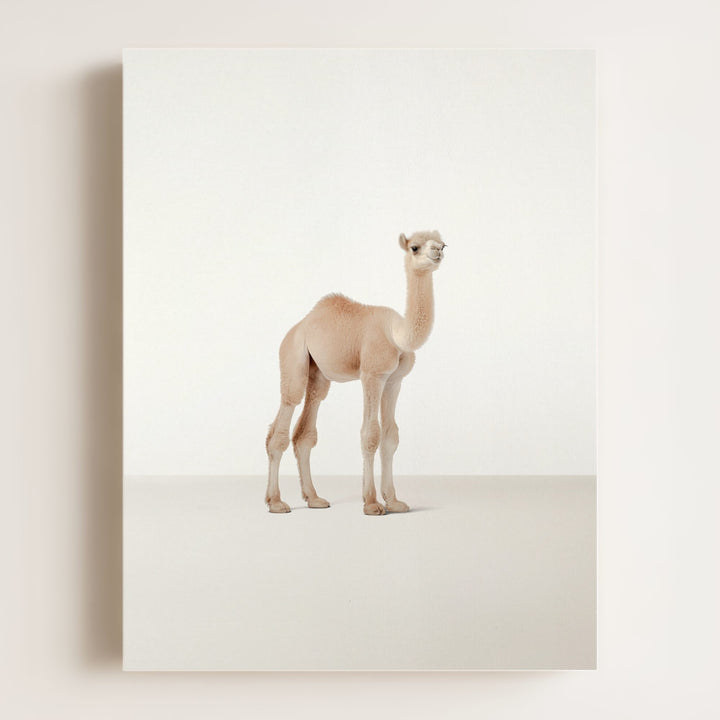 Studio Camel Art Print
