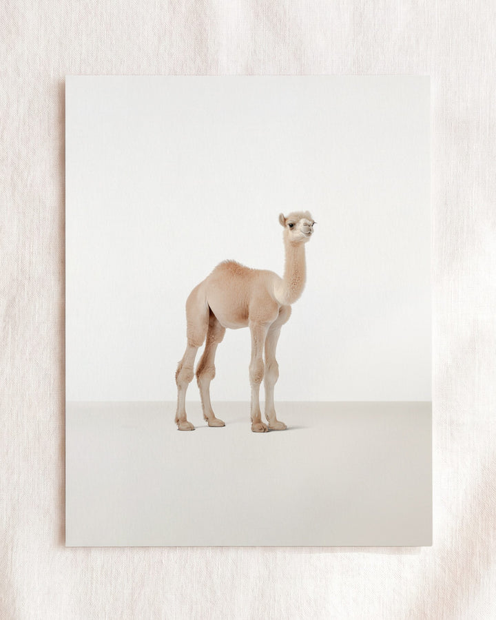 Studio Camel Art Print