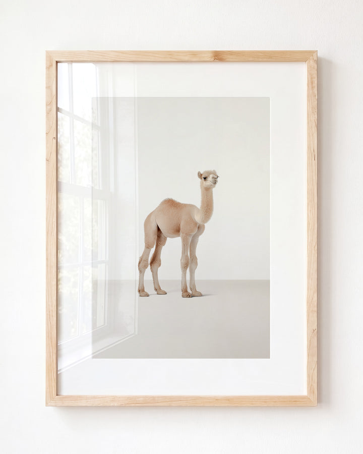 Studio Camel Art Print