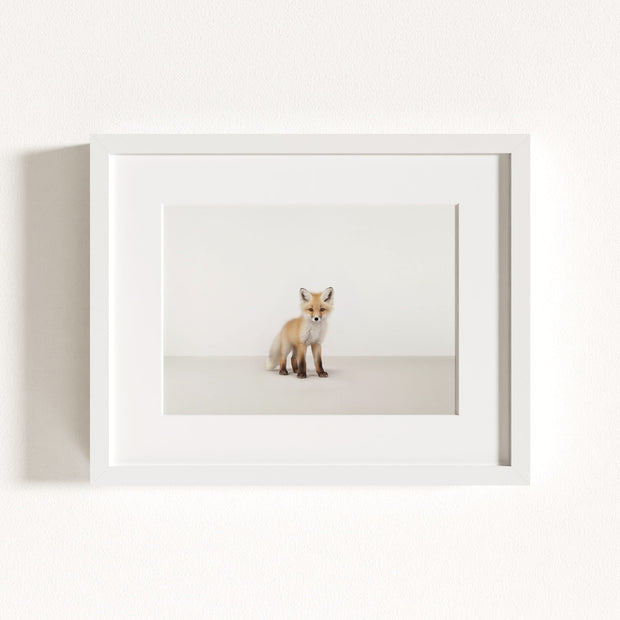 Studio Fox Art Print