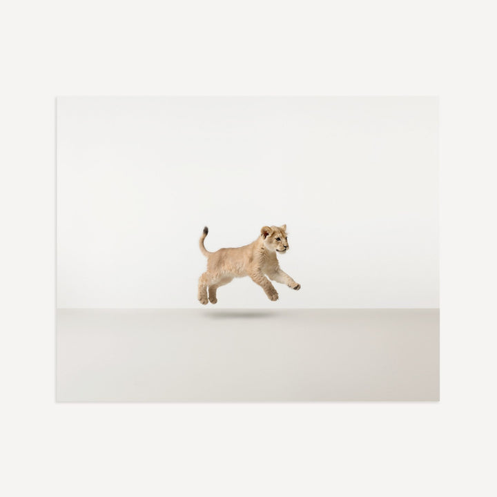 Studio Lion Art Print