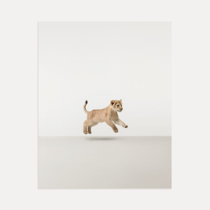 Studio Lion Art Print