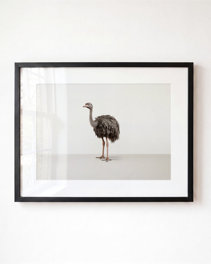 Studio Ostrich Art Print