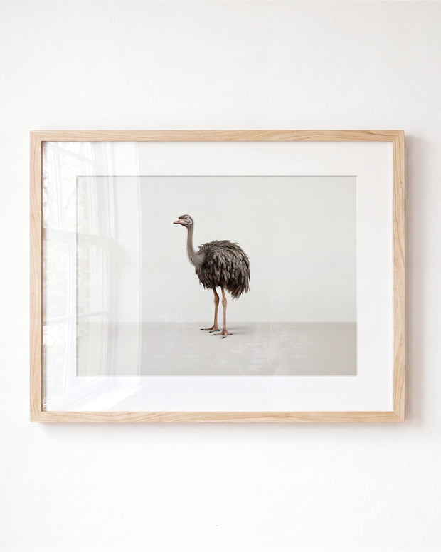 Studio Ostrich Art Print
