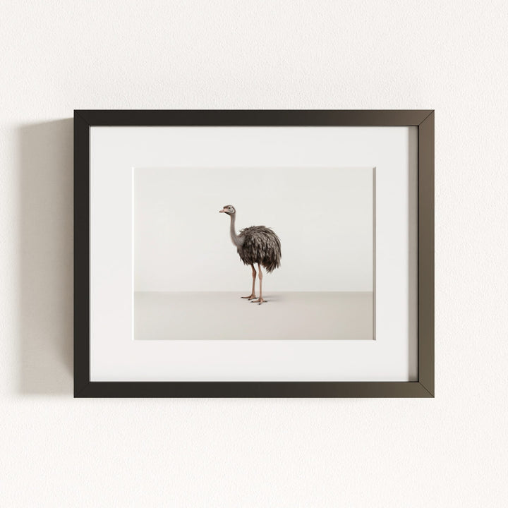 Studio Ostrich Art Print