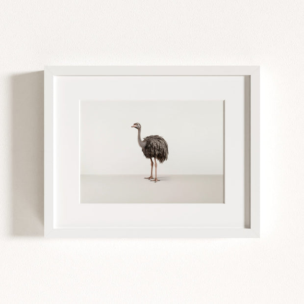 Studio Ostrich Art Print