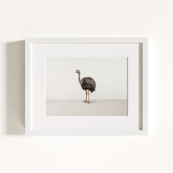 Studio Ostrich Art Print