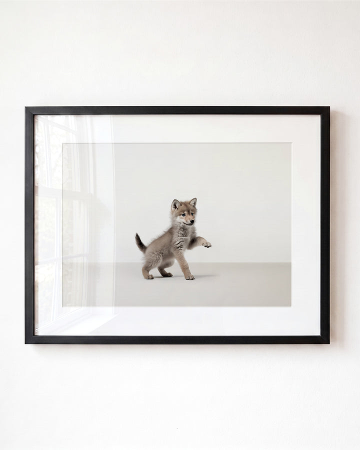 Studio Wolf Art Print