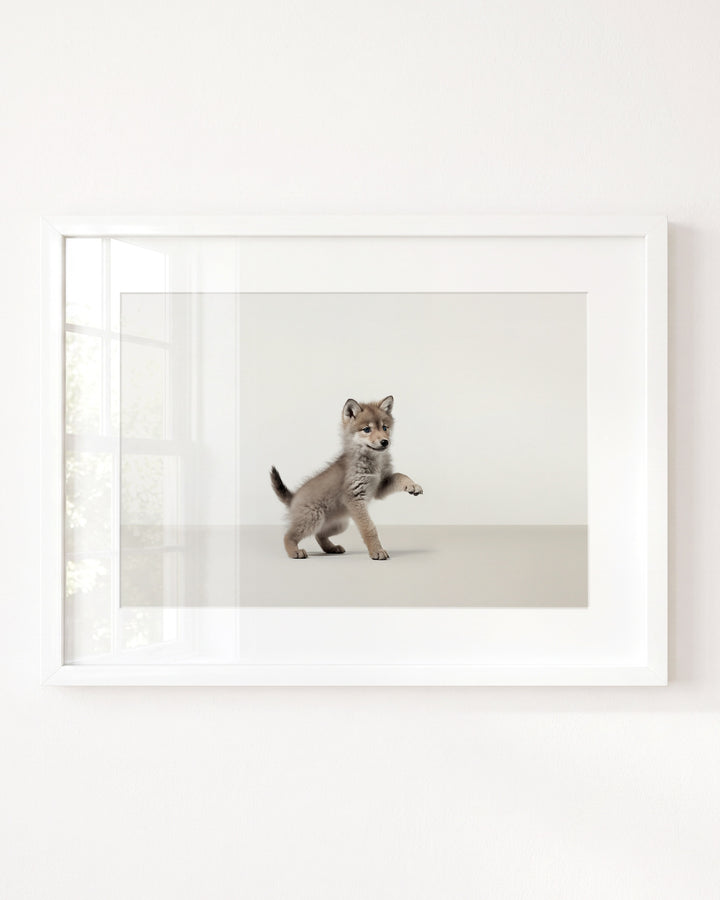 Studio Wolf Art Print