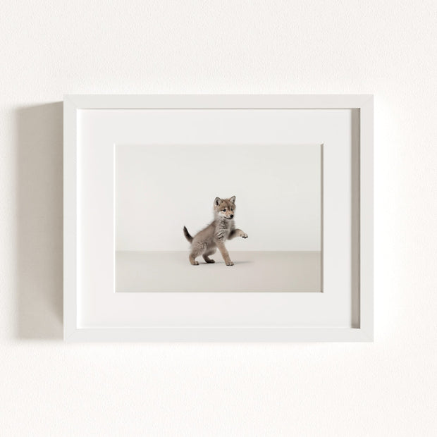 Studio Wolf Art Print