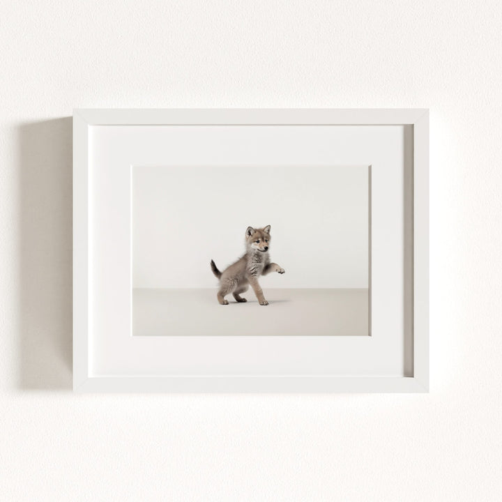 Studio Wolf Art Print