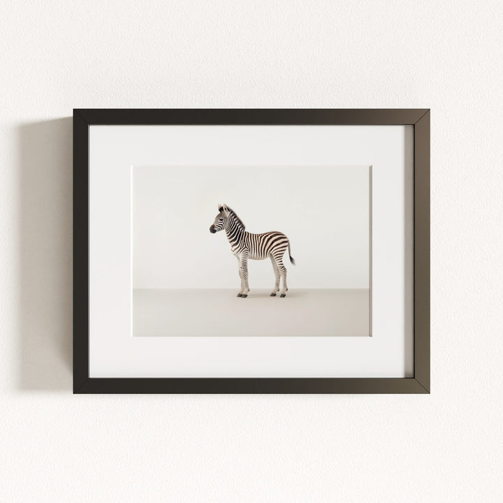Studio Zebra Art Print