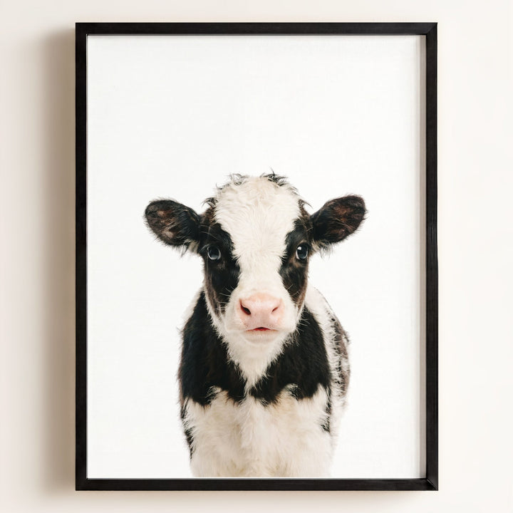 Baby Cow