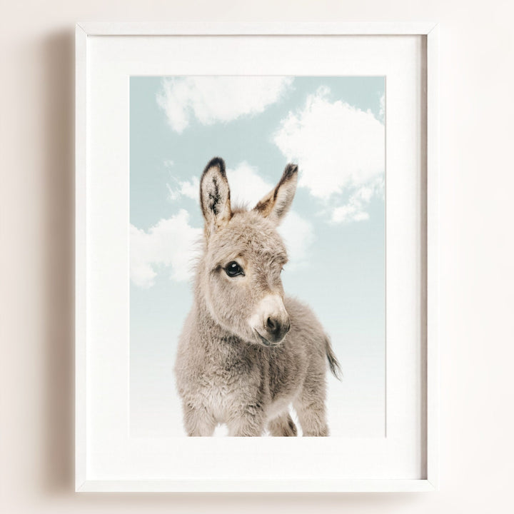Baby Donkey