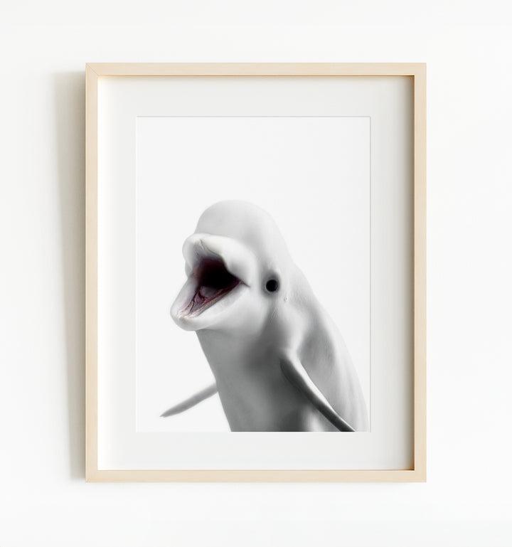 Baby Beluga Whale