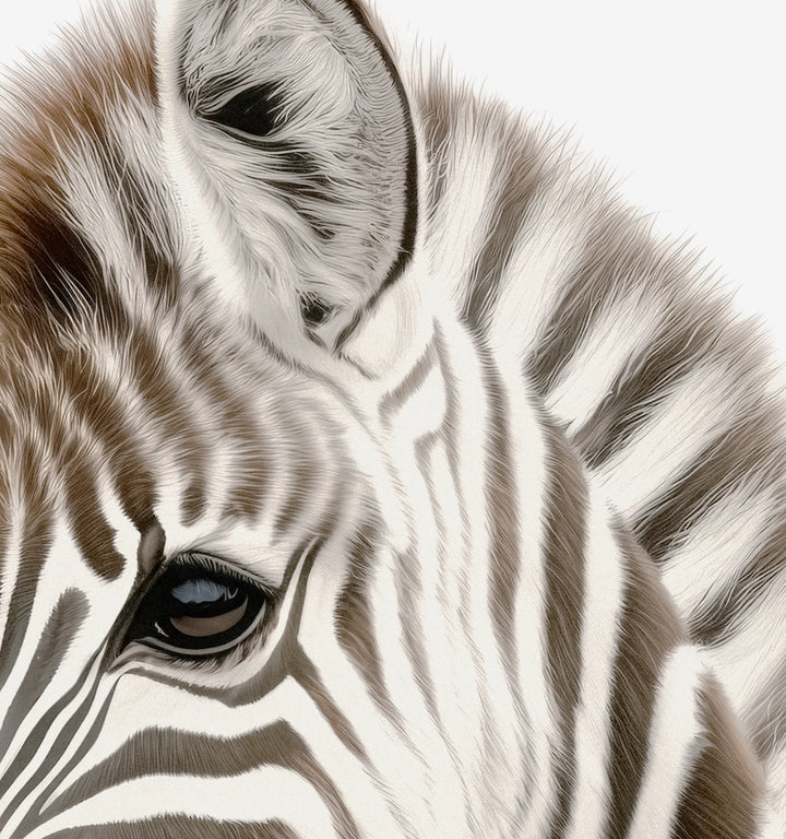 Baby Zebra